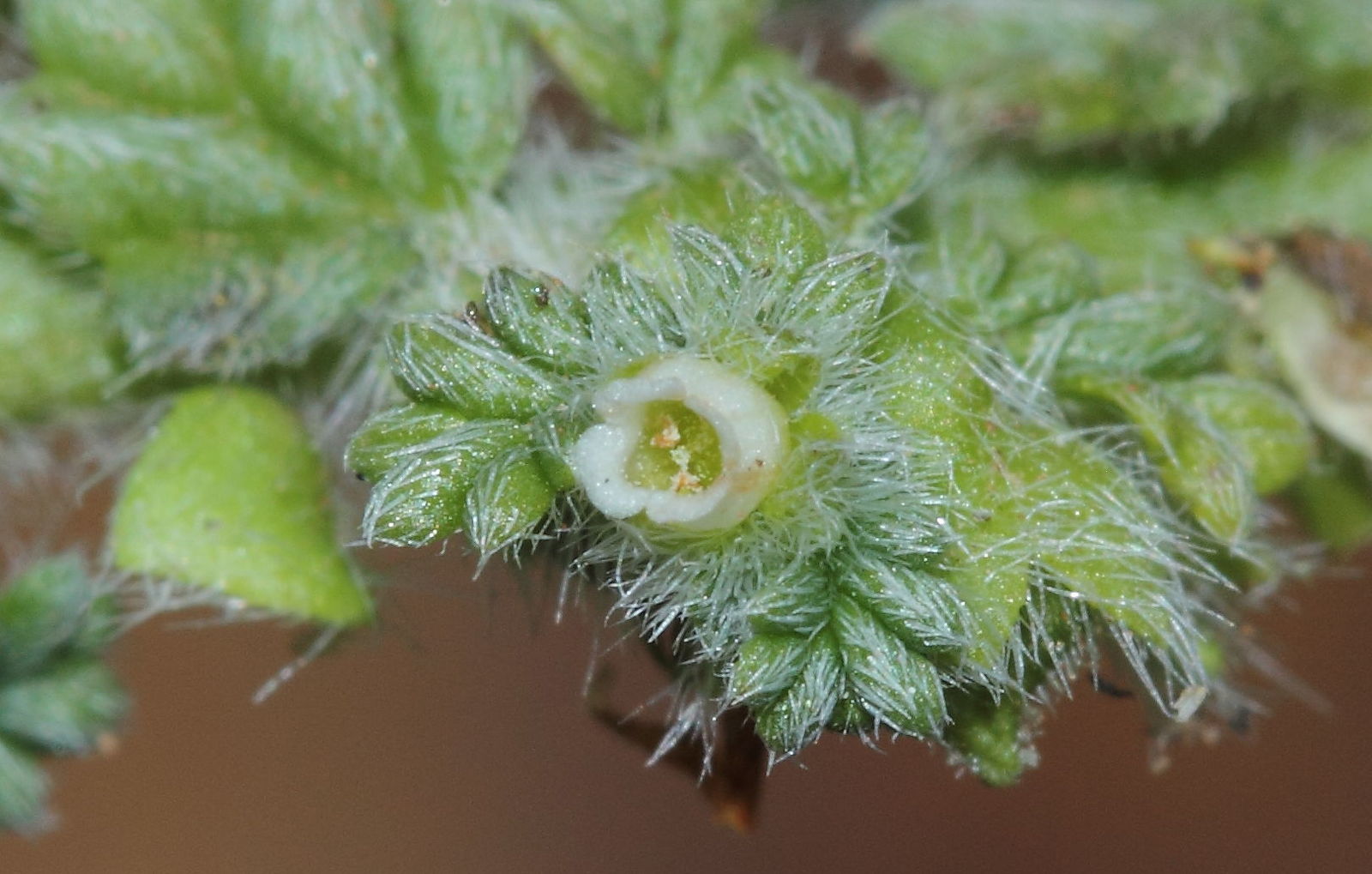 Coldenia procumbens - Creeping Coldenia, Coldenia, Trailing Coldenia, Trianthema - Image 2