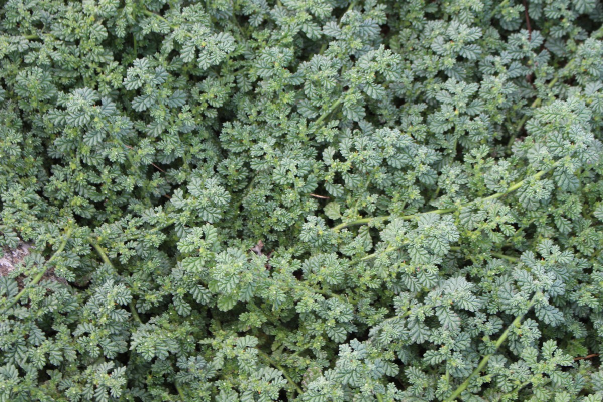Coldenia procumbens - Creeping Coldenia, Coldenia, Trailing Coldenia, Trianthema - Image 3