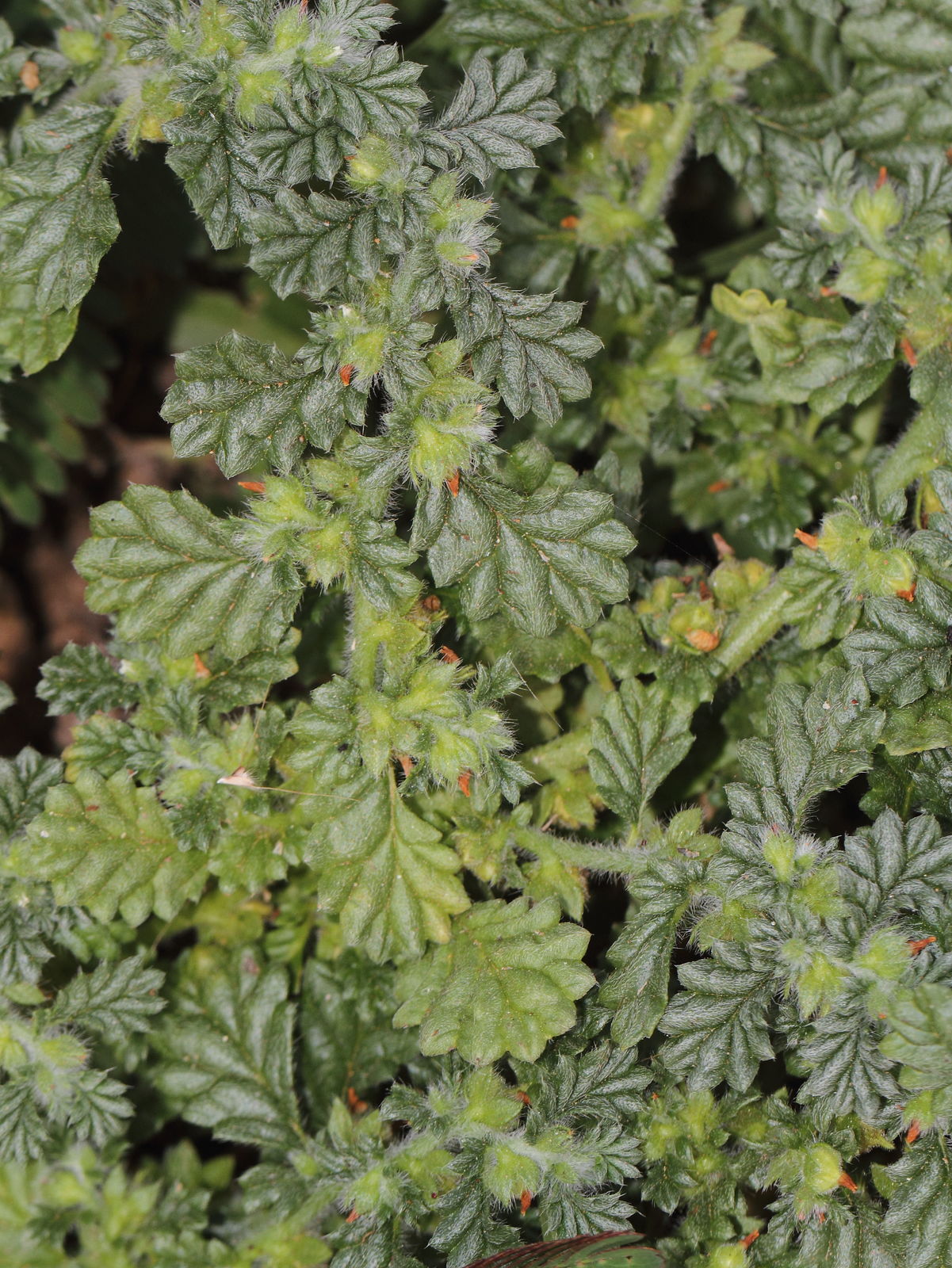 Coldenia procumbens - Creeping Coldenia, Coldenia, Trailing Coldenia, Trianthema - Image 4