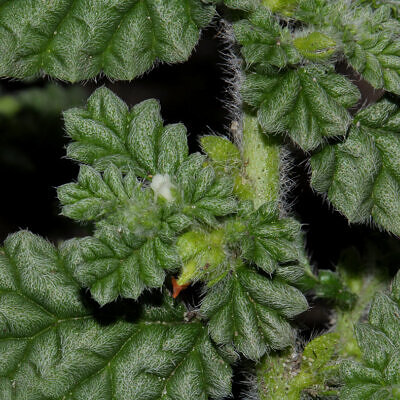 Coldenia procumbens - Creeping Coldenia, Coldenia, Trailing Coldenia, Trianthema