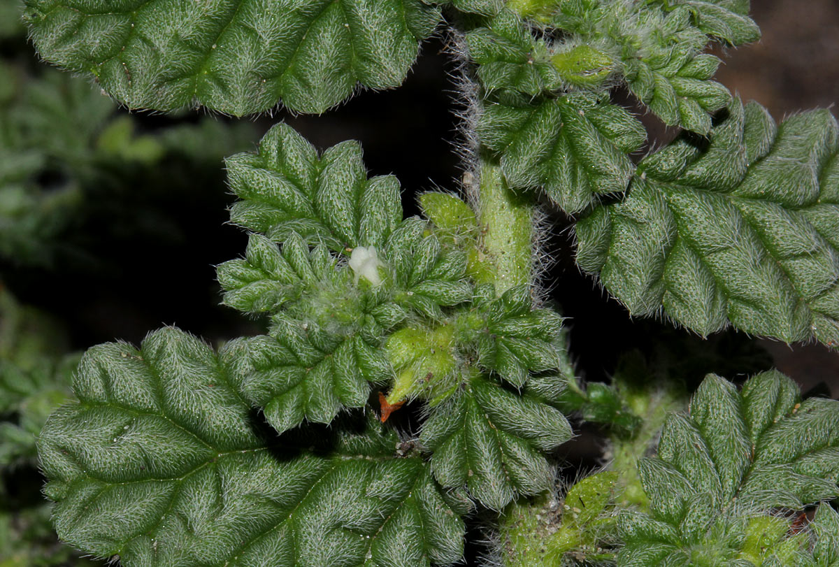 Coldenia procumbens - Creeping Coldenia, Coldenia, Trailing Coldenia, Trianthema