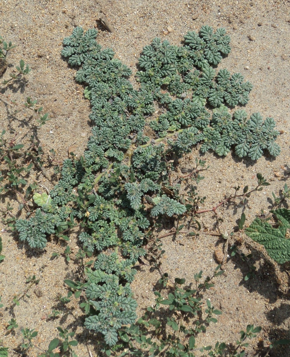 Coldenia procumbens - Creeping Coldenia, Coldenia, Trailing Coldenia, Trianthema - Image 5