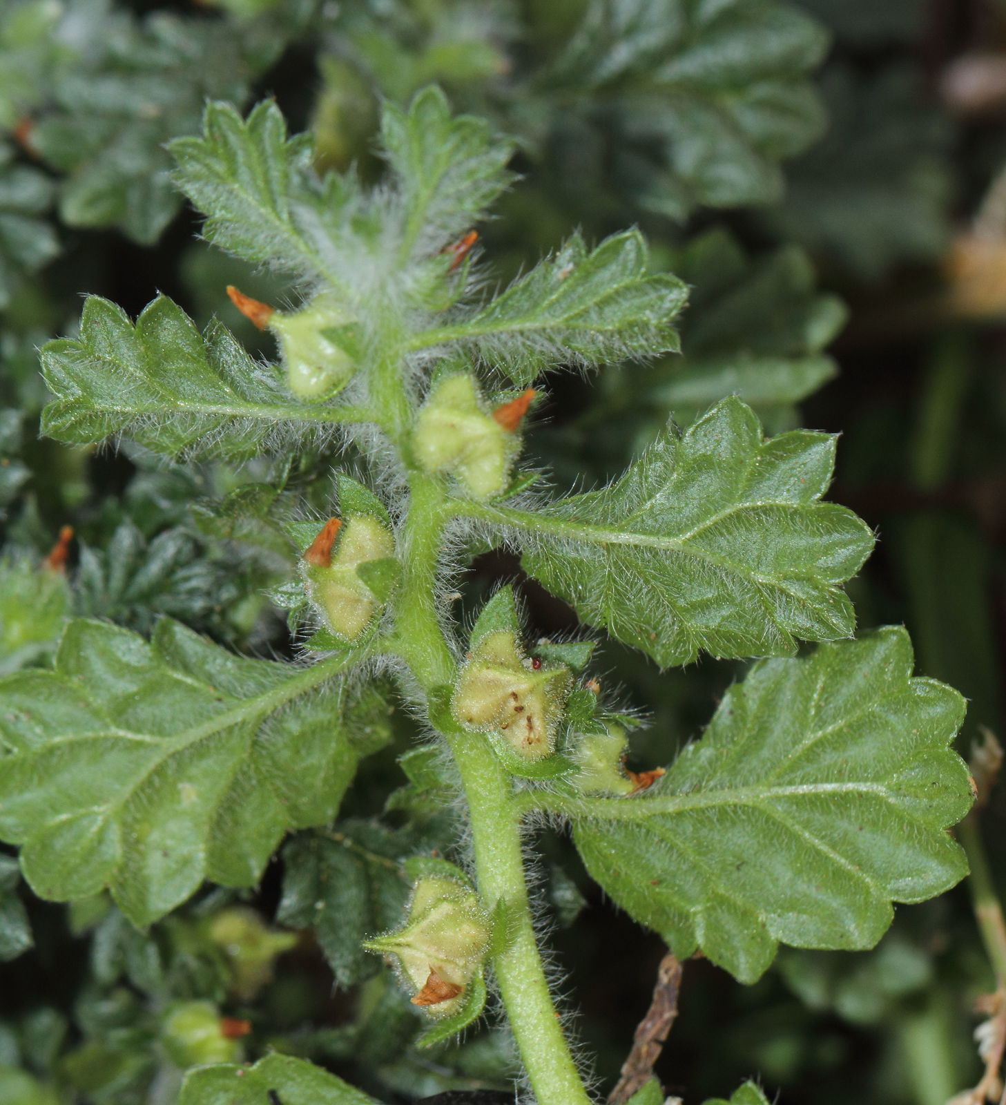 Coldenia procumbens - Creeping Coldenia, Coldenia, Trailing Coldenia, Trianthema - Image 6
