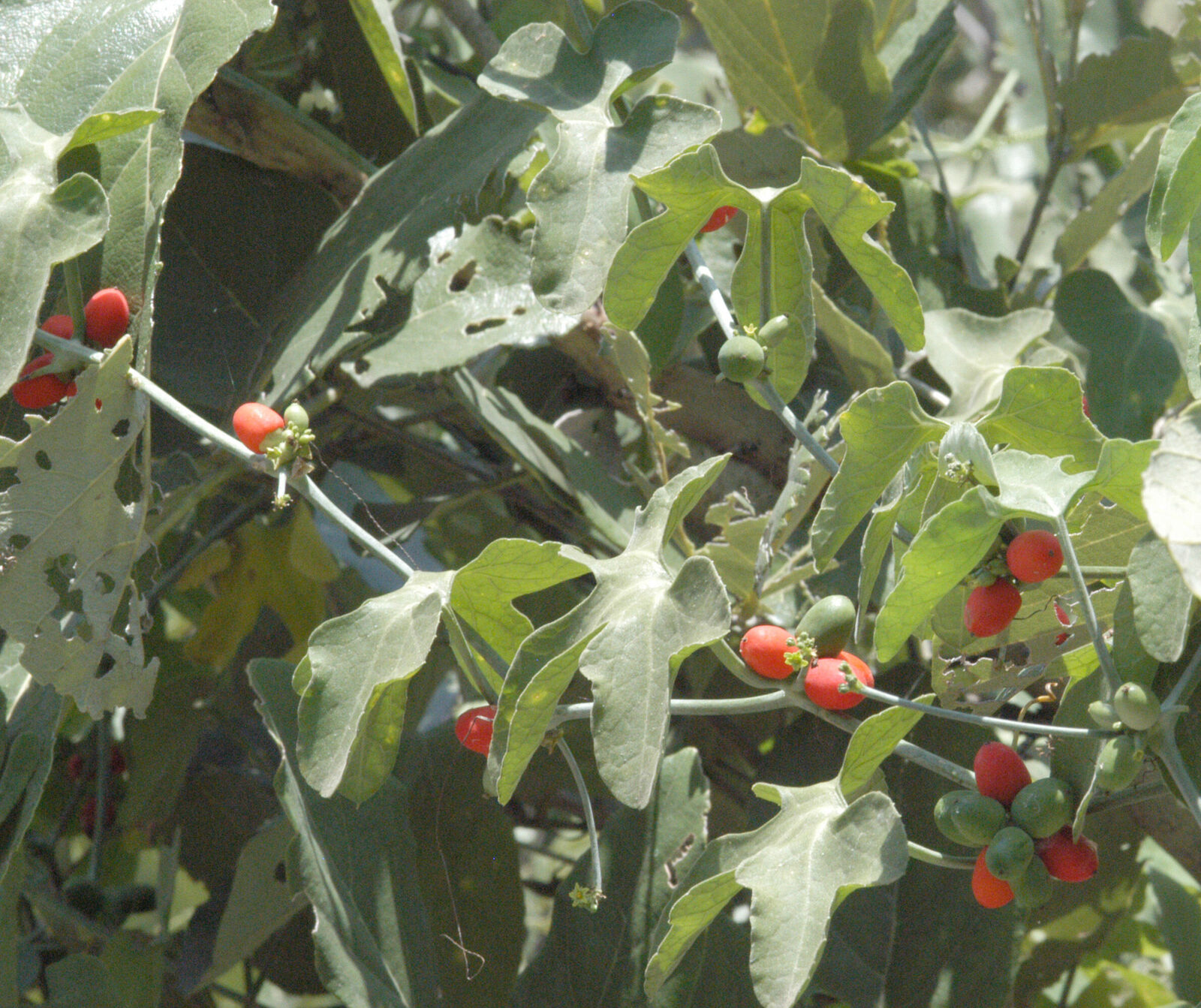 Corallocarpus epigaeus - Coral Berry Vine, Corallocarpus, Red Fruit Vine, Indian Bryony - Image 2