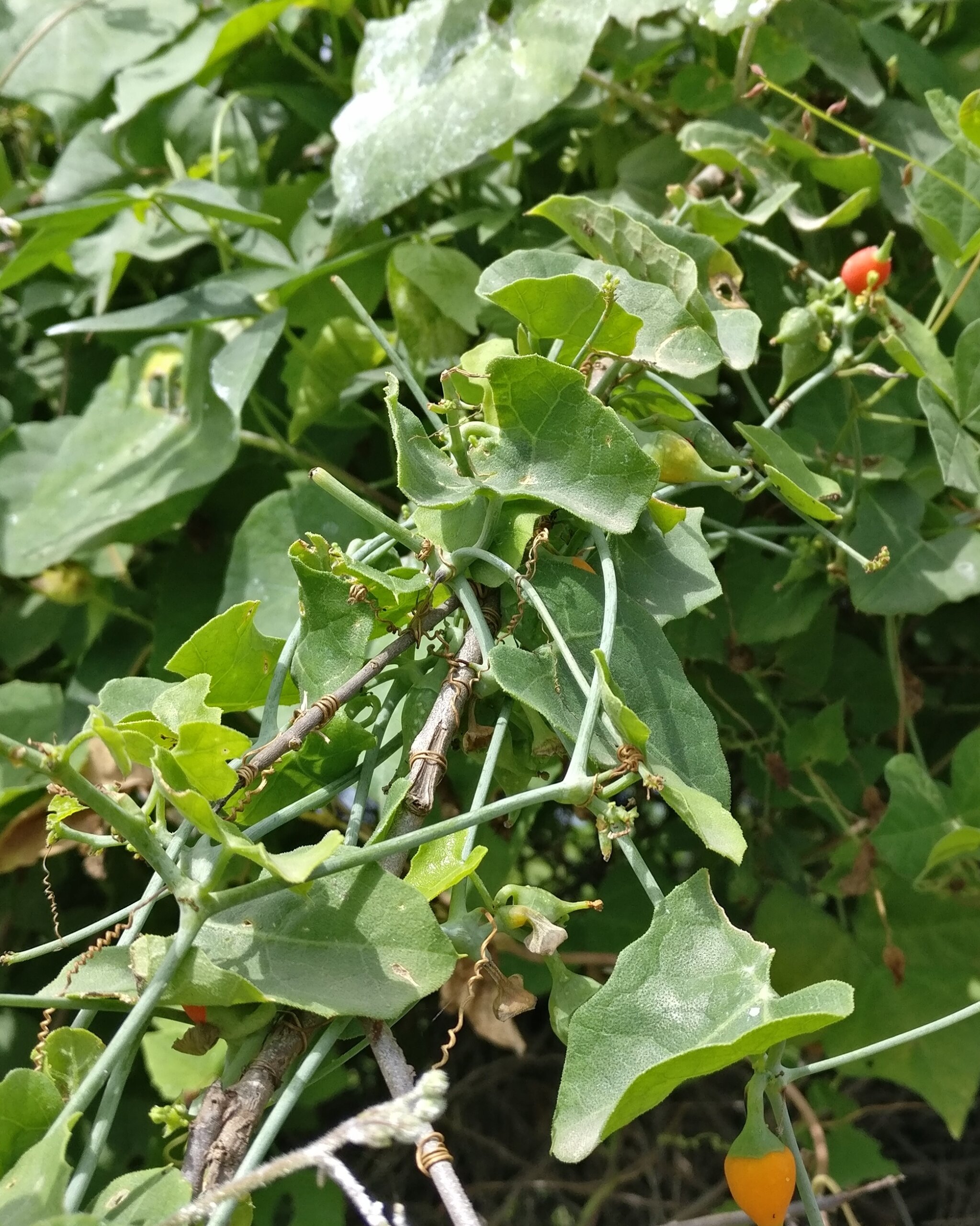Corallocarpus epigaeus - Coral Berry Vine, Corallocarpus, Red Fruit Vine, Indian Bryony - Image 3