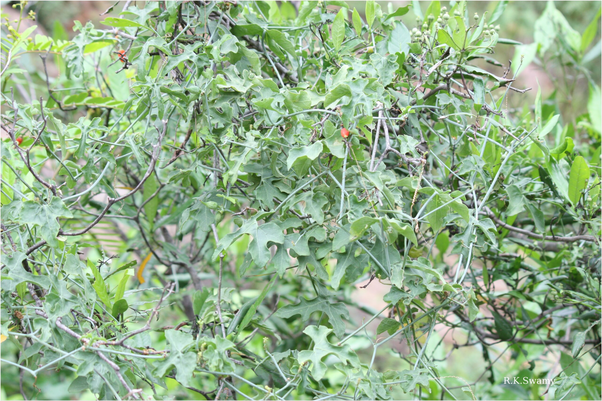 Corallocarpus epigaeus - Coral Berry Vine, Corallocarpus, Red Fruit Vine, Indian Bryony - Image 5