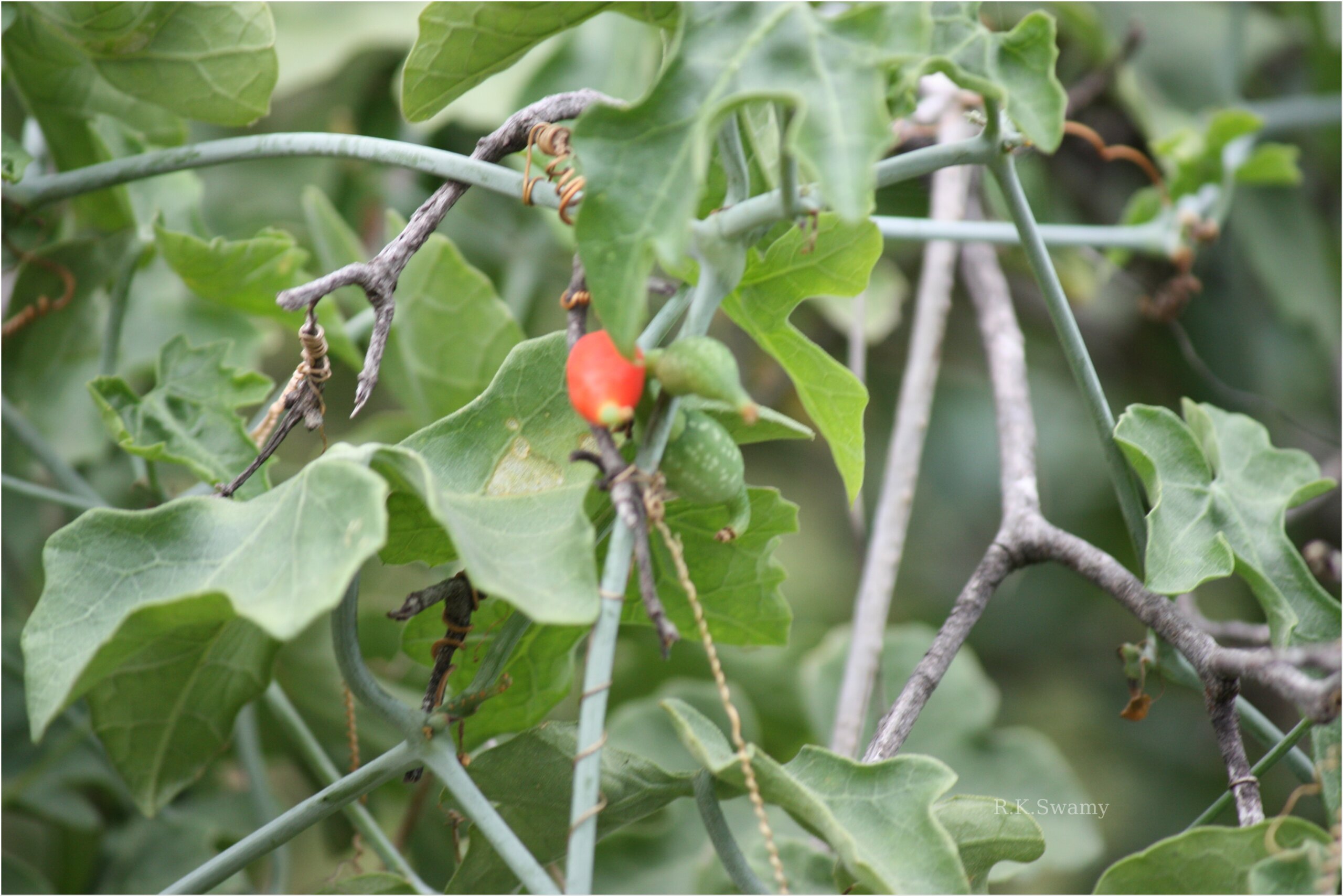 Corallocarpus epigaeus - Coral Berry Vine, Corallocarpus, Red Fruit Vine, Indian Bryony - Image 6