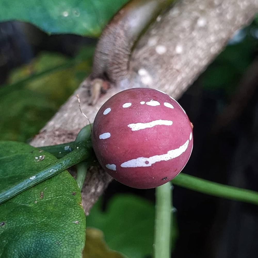Diplocyclos palmatus - Striped Cucumber, Marble Vine, Lollipop Climber, Native Bryony - Image 3
