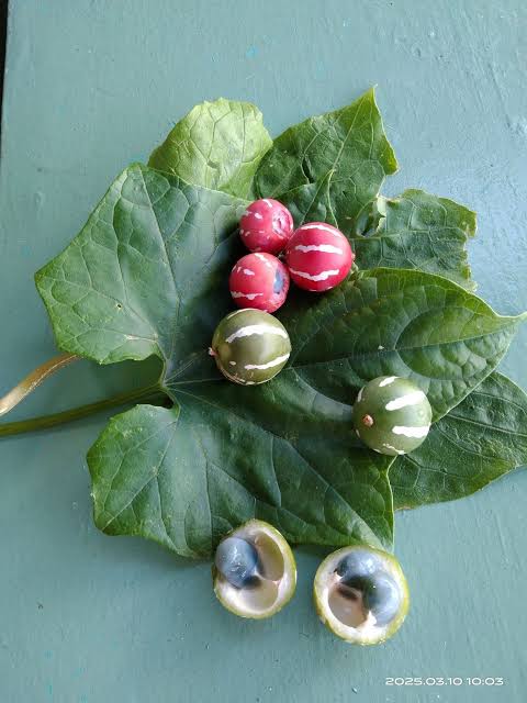 Diplocyclos palmatus - Striped Cucumber, Marble Vine, Lollipop Climber, Native Bryony - Image 4