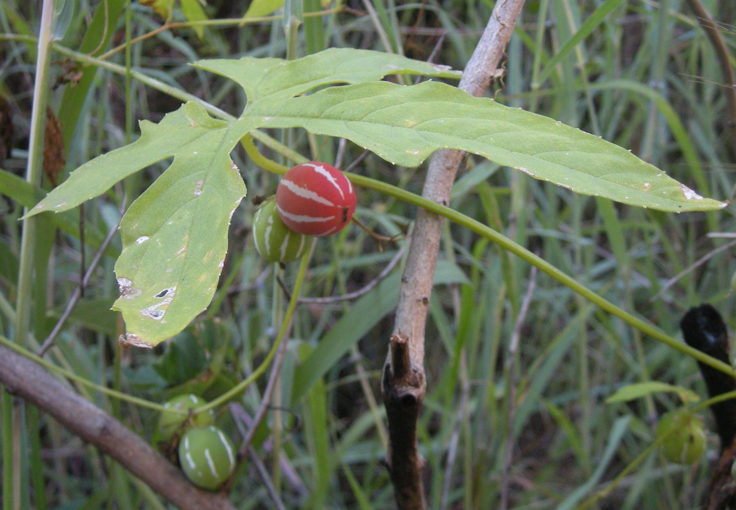 Diplocyclos palmatus - Striped Cucumber, Marble Vine, Lollipop Climber, Native Bryony - Image 5