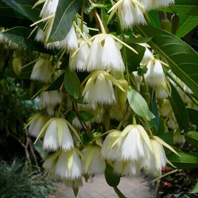Elaeocarpus floribundus - Indian Olive, Jalpai, Rudraksha Tree, Wild Olive