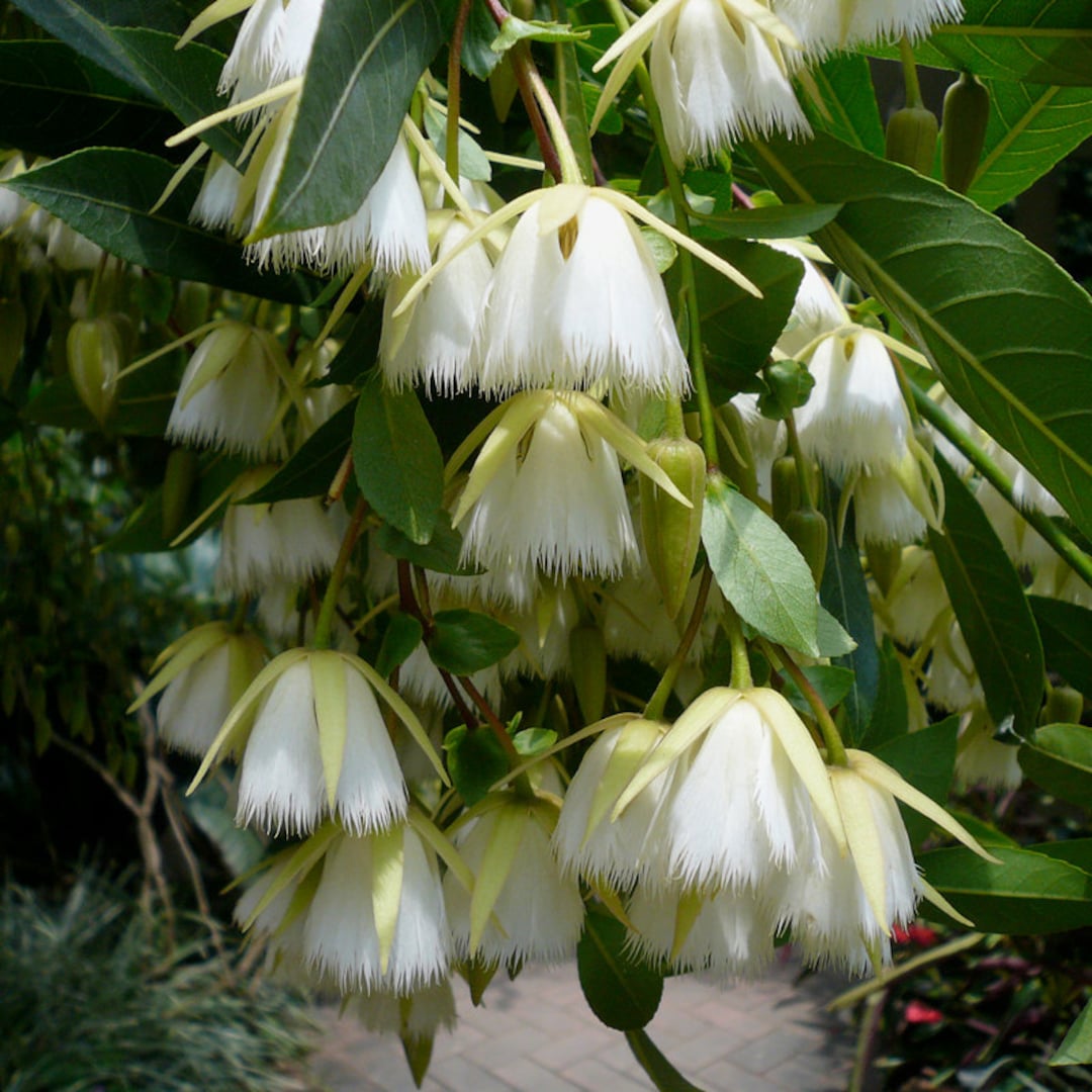 Elaeocarpus floribundus - Indian Olive, Jalpai, Rudraksha Tree, Wild Olive