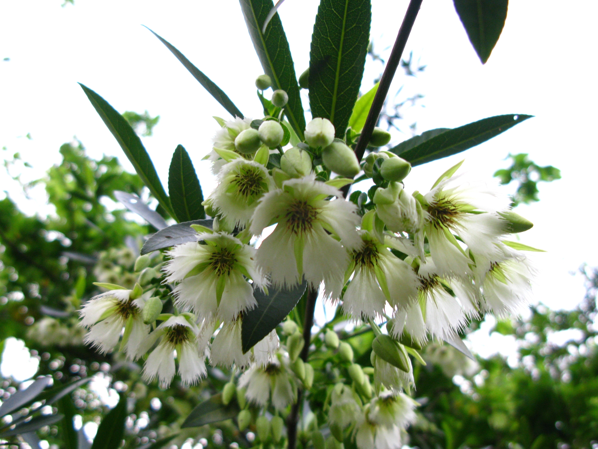 Elaeocarpus floribundus - Indian Olive, Jalpai, Rudraksha Tree, Wild Olive - Image 2