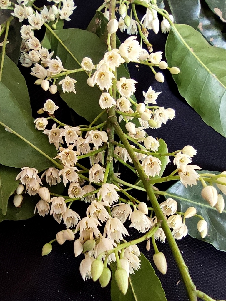 Elaeocarpus floribundus - Indian Olive, Jalpai, Rudraksha Tree, Wild Olive - Image 3
