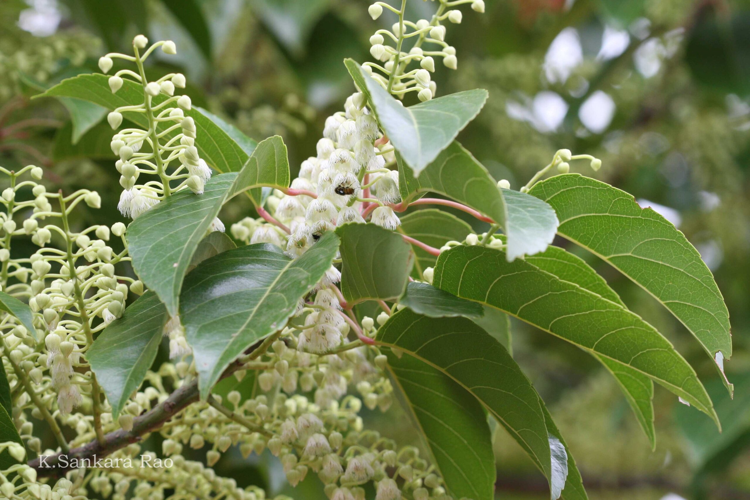 Elaeocarpus floribundus - Indian Olive, Jalpai, Rudraksha Tree, Wild Olive - Image 4