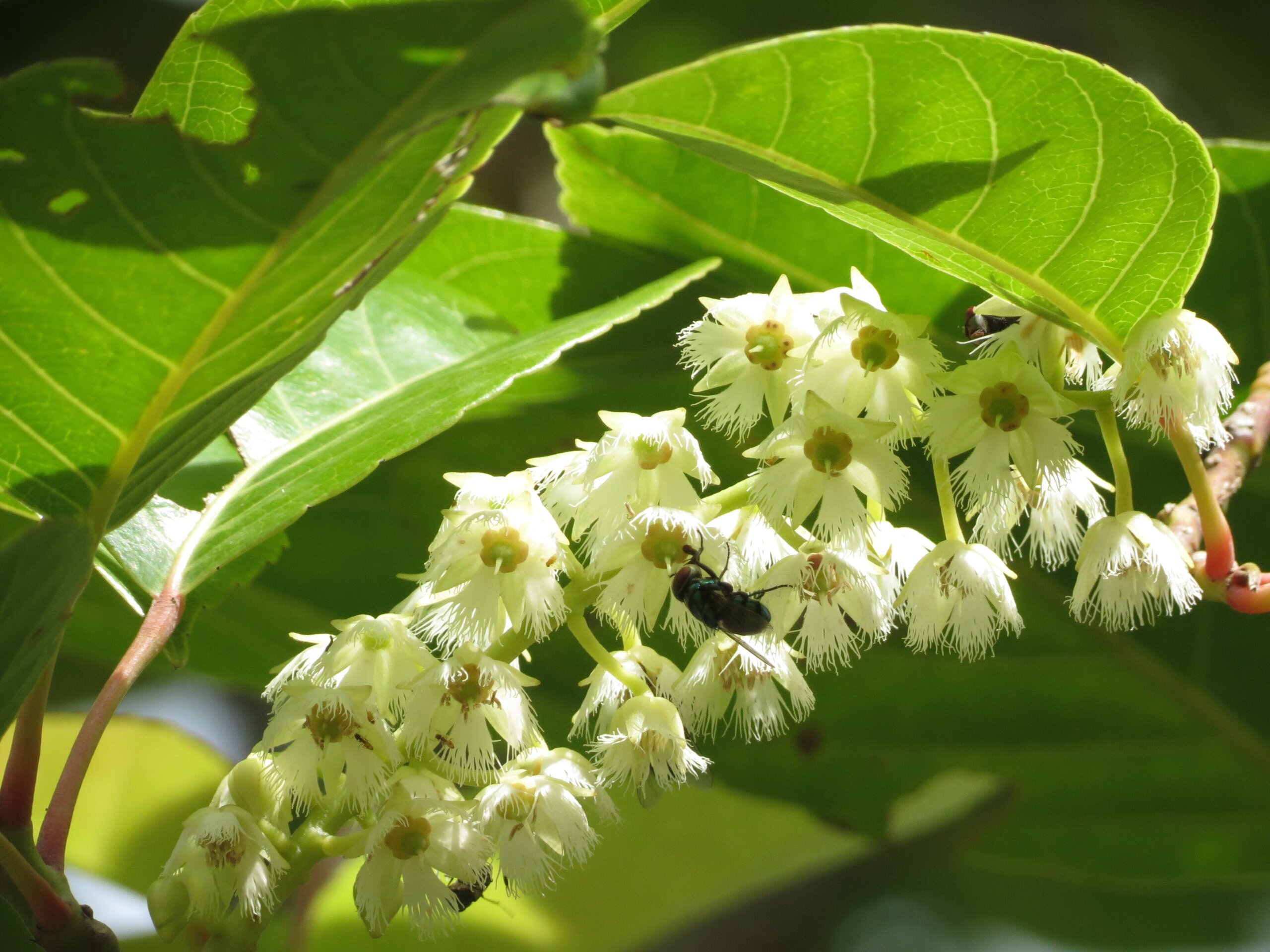 Elaeocarpus floribundus - Indian Olive, Jalpai, Rudraksha Tree, Wild Olive - Image 5