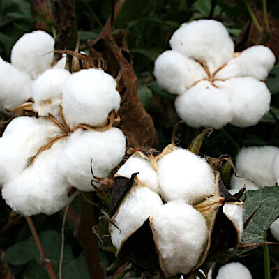 Gossypium arboreum - Cotton Tree, Ceylon Cotton, Indian Cotton Tree, Red Cotton