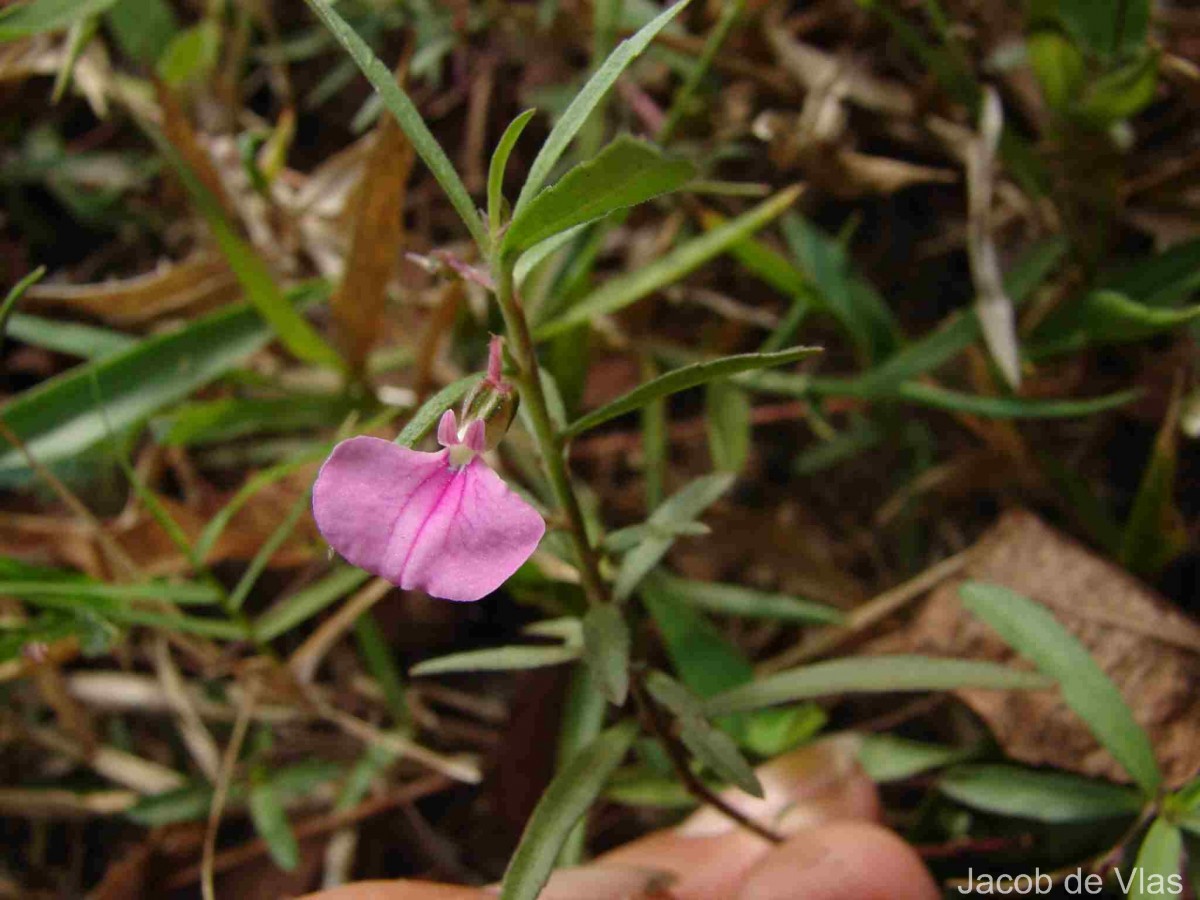 Hybanthus enneaspermus - Pink Ladies Slipper, Spade Leaf Violet, Ratanpurush, Ionidium - Image 2
