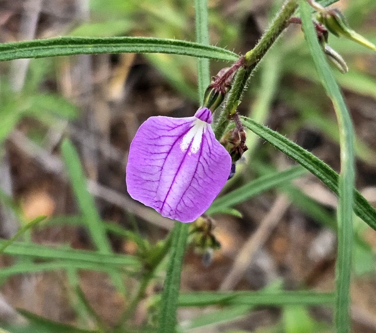 Hybanthus enneaspermus - Pink Ladies Slipper, Spade Leaf Violet, Ratanpurush, Ionidium - Image 3