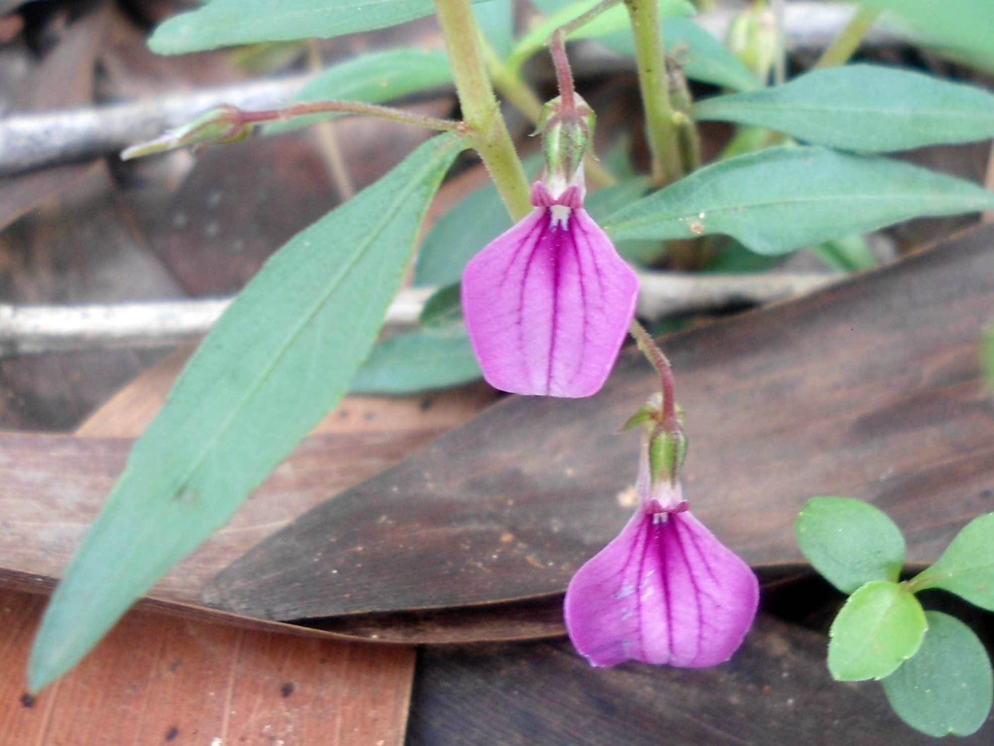 Hybanthus enneaspermus - Pink Ladies Slipper, Spade Leaf Violet, Ratanpurush, Ionidium - Image 4