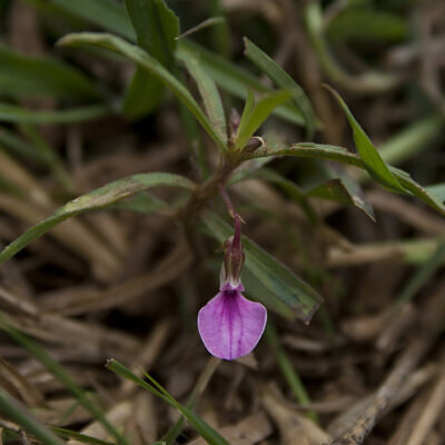 Hybanthus enneaspermus - Pink Ladies Slipper, Spade Leaf Violet, Ratanpurush, Ionidium