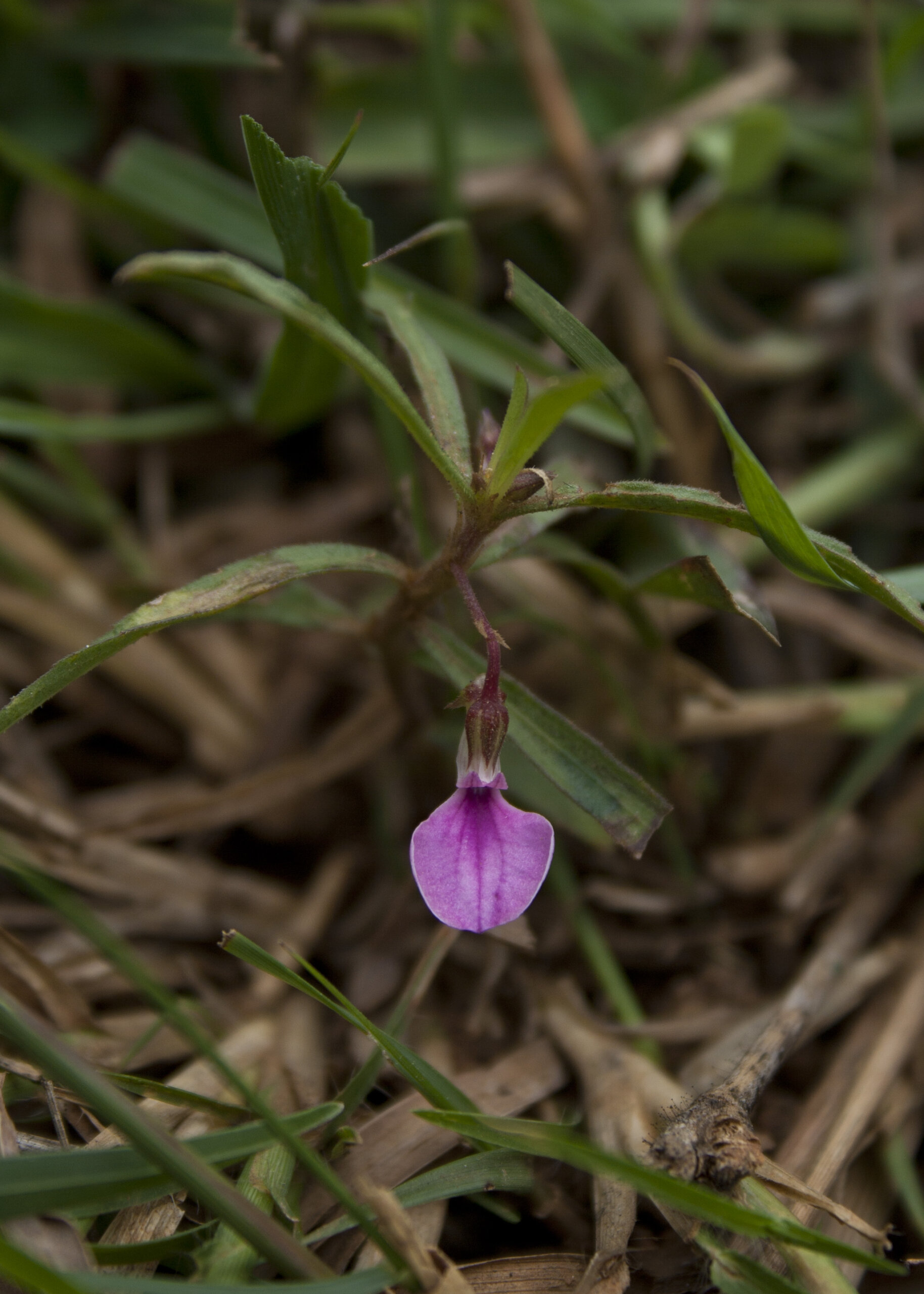 Hybanthus enneaspermus - Pink Ladies Slipper, Spade Leaf Violet, Ratanpurush, Ionidium