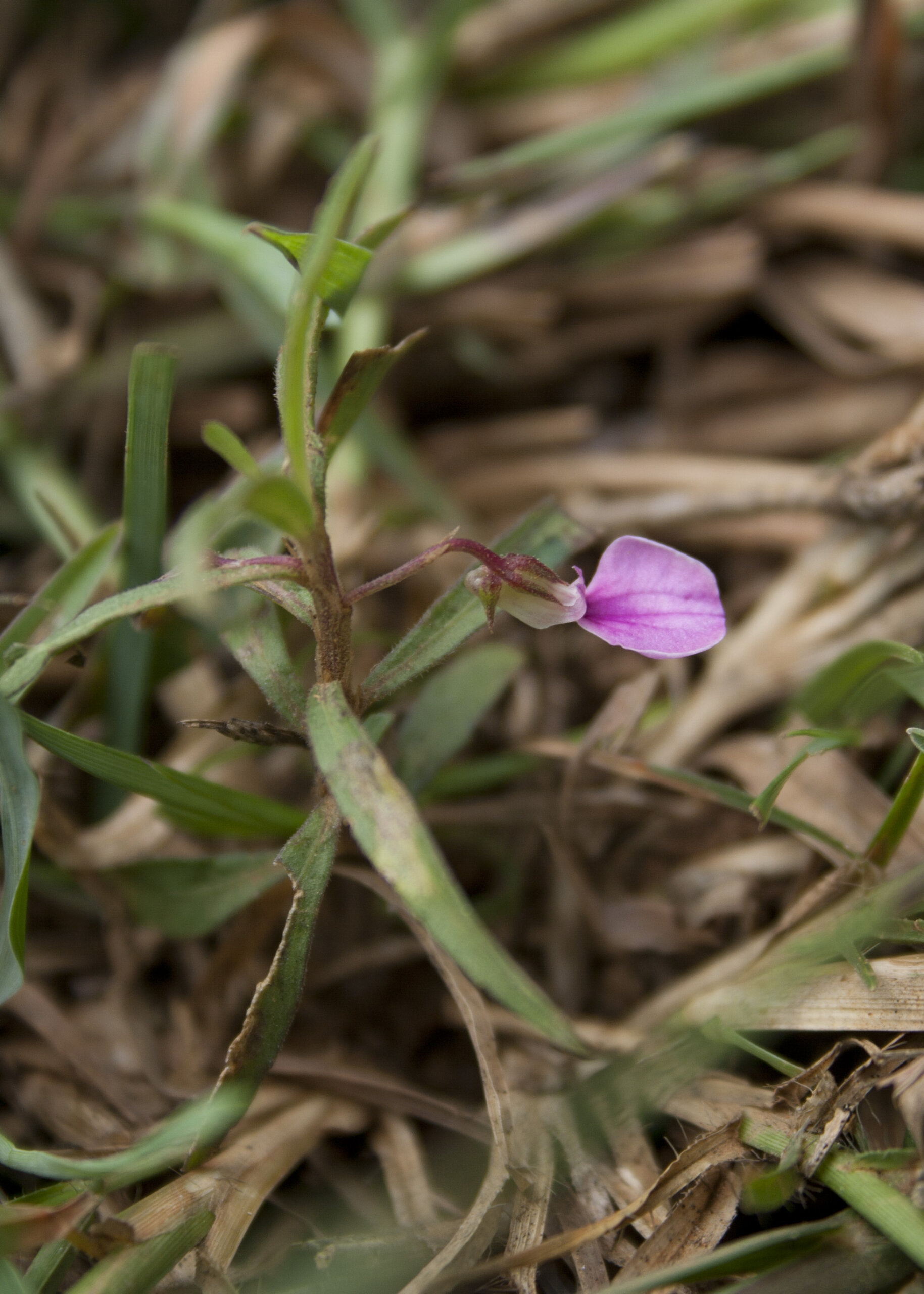 Hybanthus enneaspermus - Pink Ladies Slipper, Spade Leaf Violet, Ratanpurush, Ionidium - Image 5