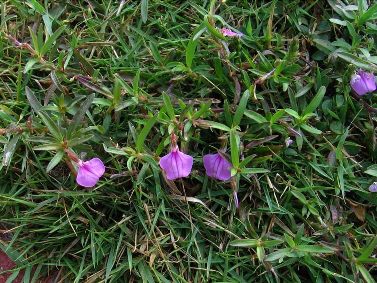 Hybanthus enneaspermus - Pink Ladies Slipper, Spade Leaf Violet, Ratanpurush, Ionidium - Image 6
