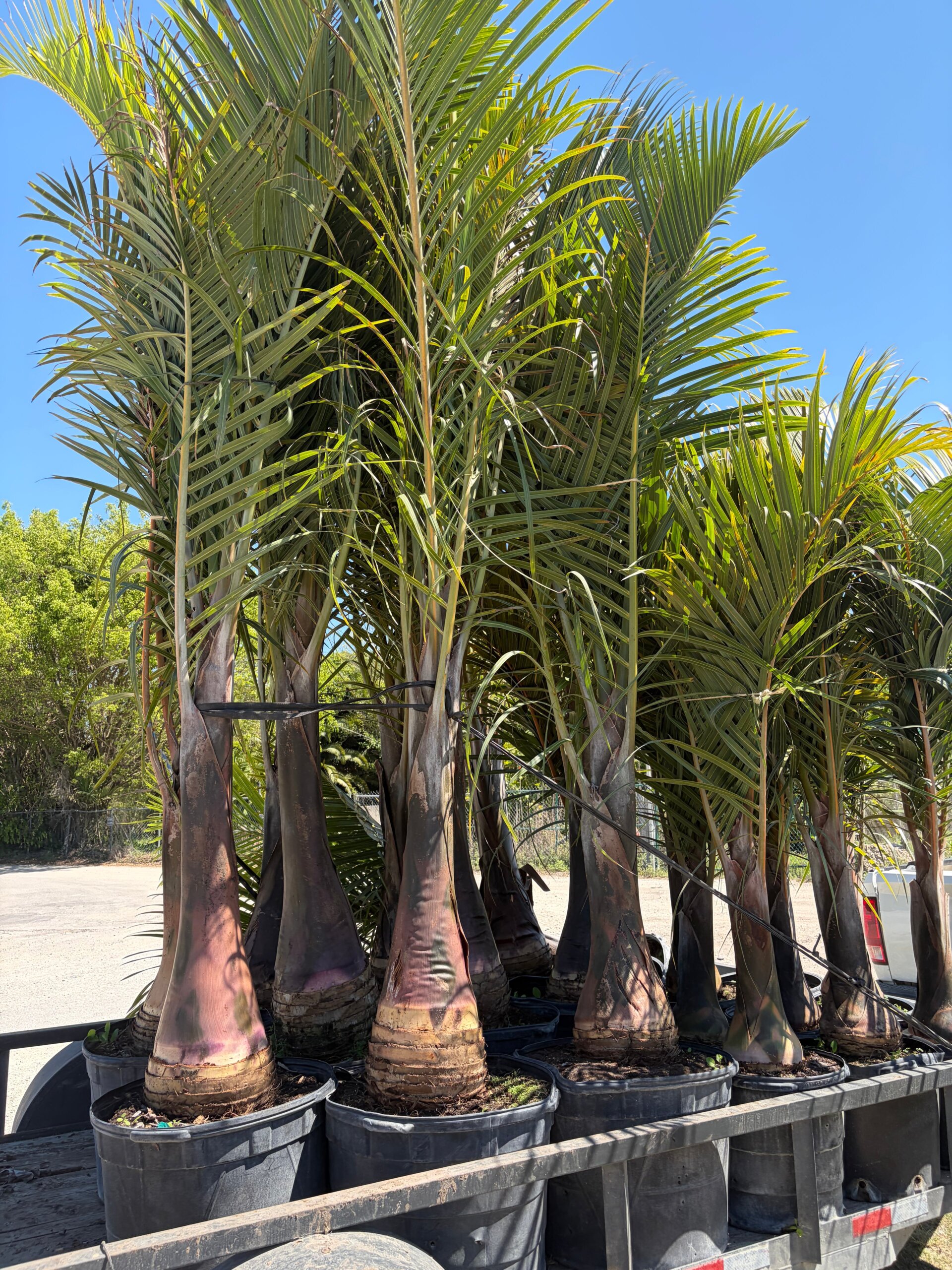 Hyophorbe verschaffeltii - Spindle Palm Tree - Image 2