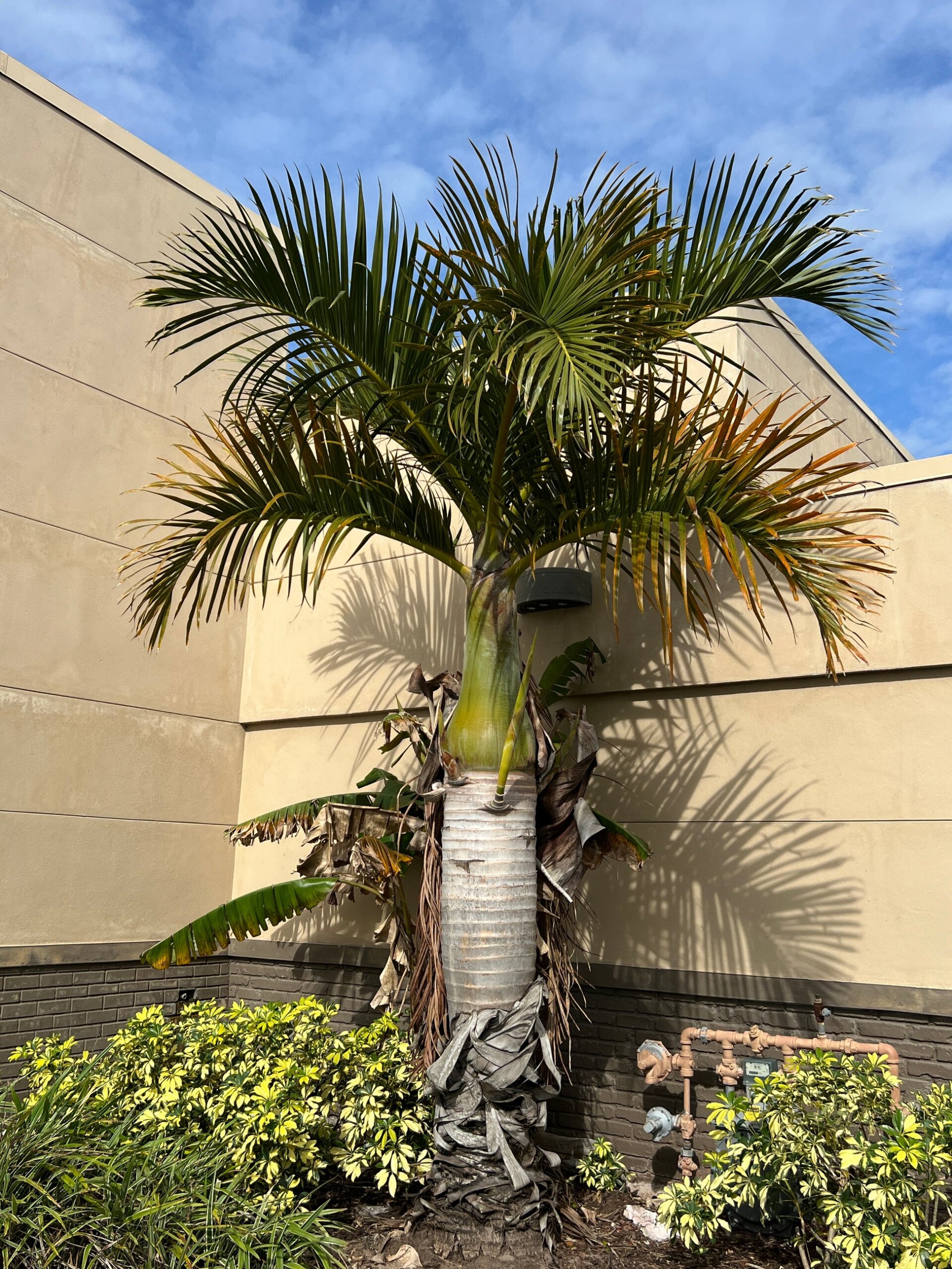 Hyophorbe verschaffeltii - Spindle Palm Tree - Image 3
