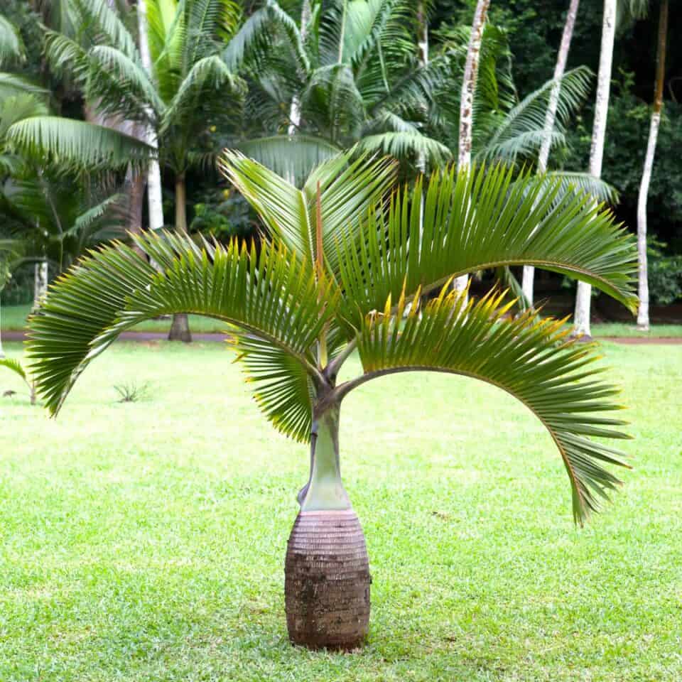 Hyophorbe verschaffeltii - Spindle Palm Tree