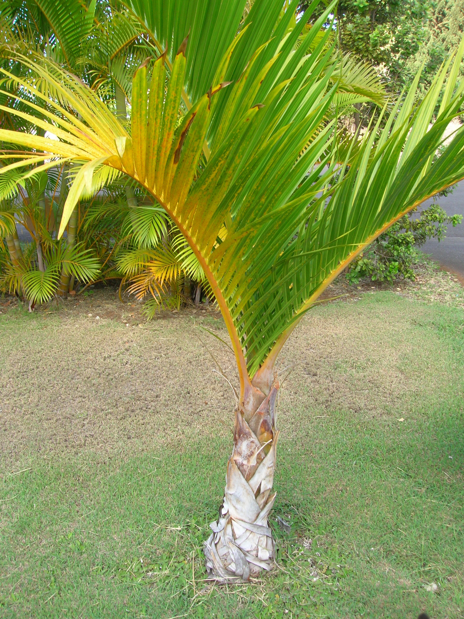 Hyophorbe verschaffeltii - Spindle Palm Tree - Image 4