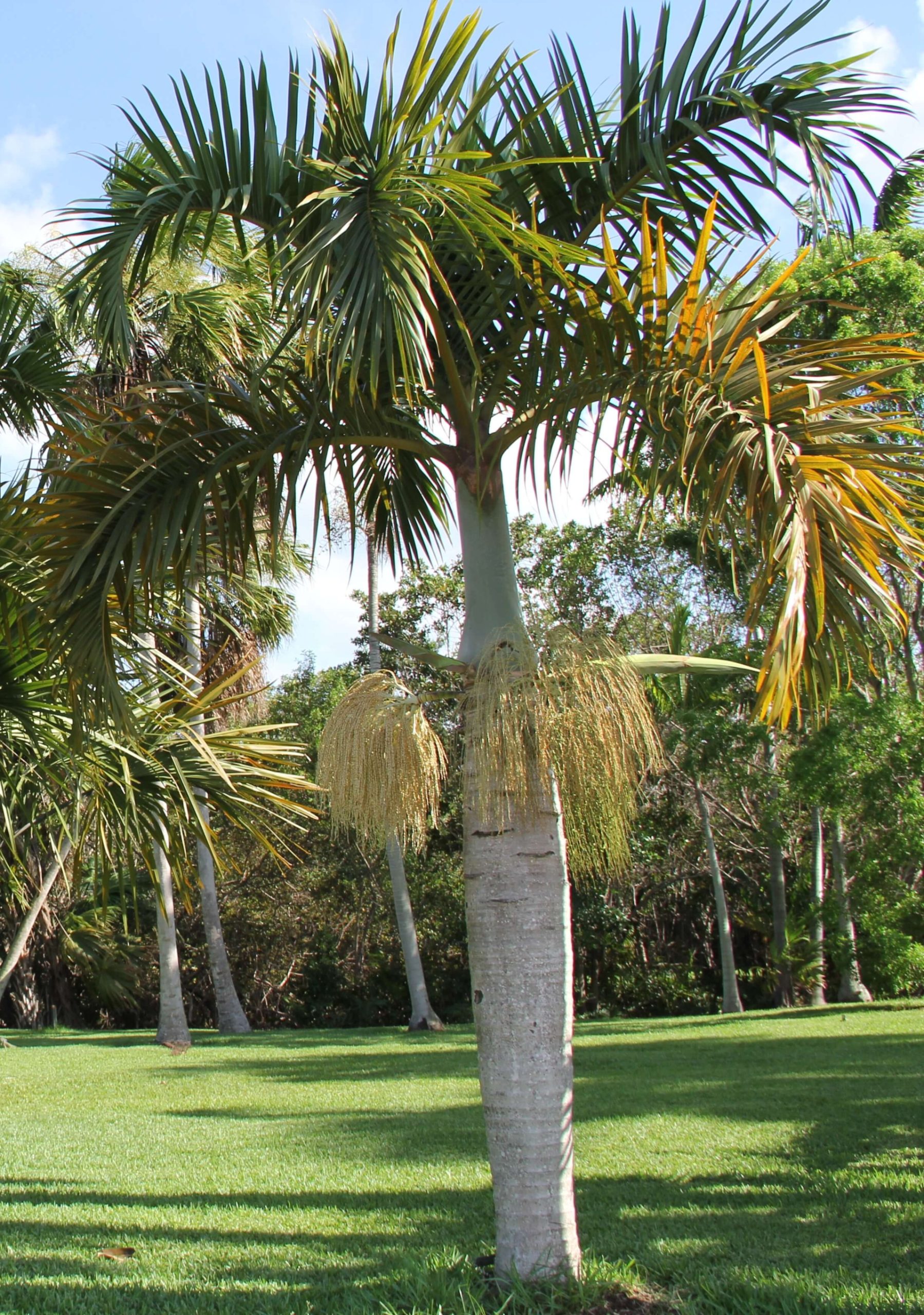 Hyophorbe verschaffeltii - Spindle Palm Tree - Image 5