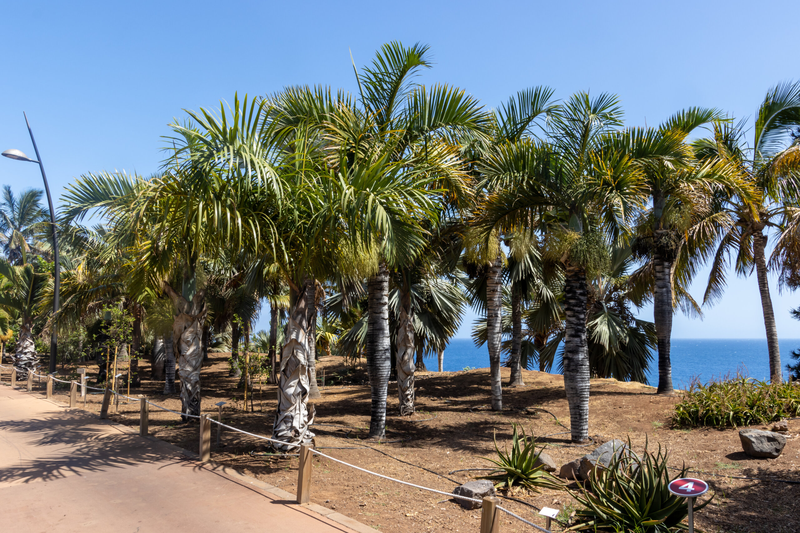 Hyophorbe verschaffeltii - Spindle Palm Tree - Image 6