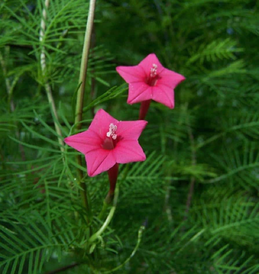 Ipomoea quamoclit 'Pink' - Pink Cypress Vine, Star Glory, Hummingbird Vine, Cardinal Climber Pink - Image 2