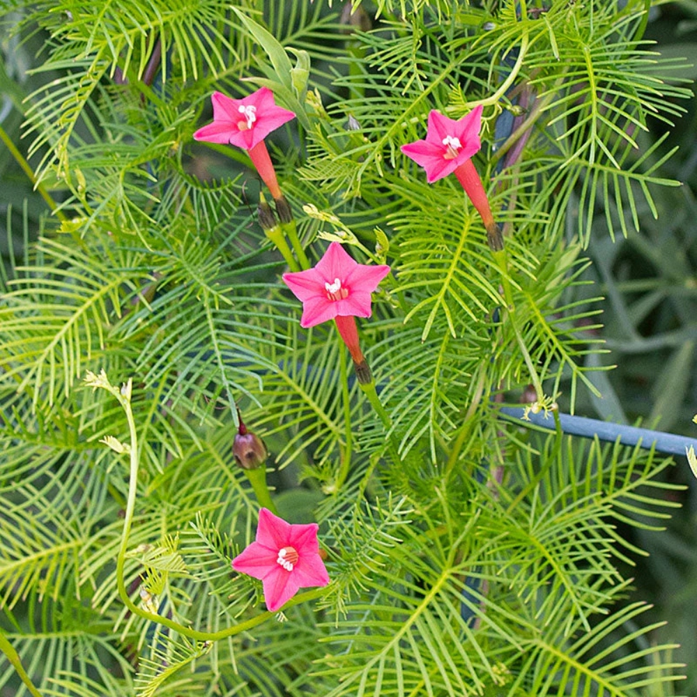 Ipomoea quamoclit 'Pink' - Pink Cypress Vine, Star Glory, Hummingbird Vine, Cardinal Climber Pink - Image 3