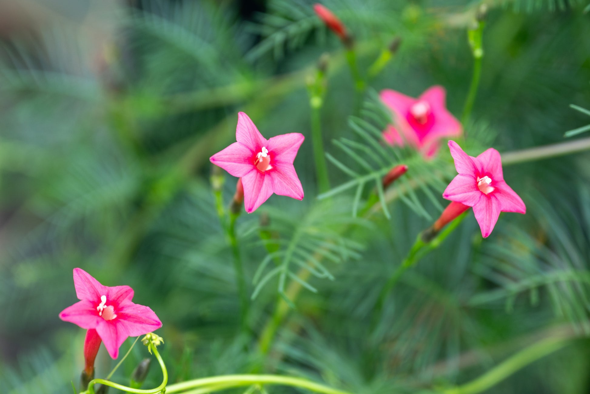 Ipomoea quamoclit 'Pink' - Pink Cypress Vine, Star Glory, Hummingbird Vine, Cardinal Climber Pink - Image 4