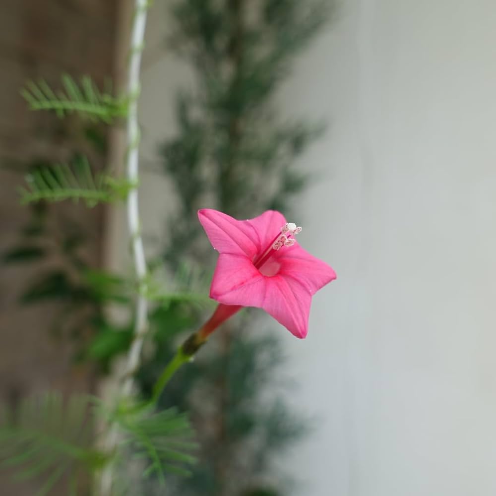 Ipomoea quamoclit 'Pink' - Pink Cypress Vine, Star Glory, Hummingbird Vine, Cardinal Climber Pink - Image 5