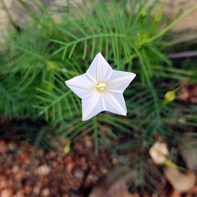 Ipomoea quamoclit 'White' - White Cypress Vine, White Star Glory, Hummingbird Vine, White Cardinal Vine