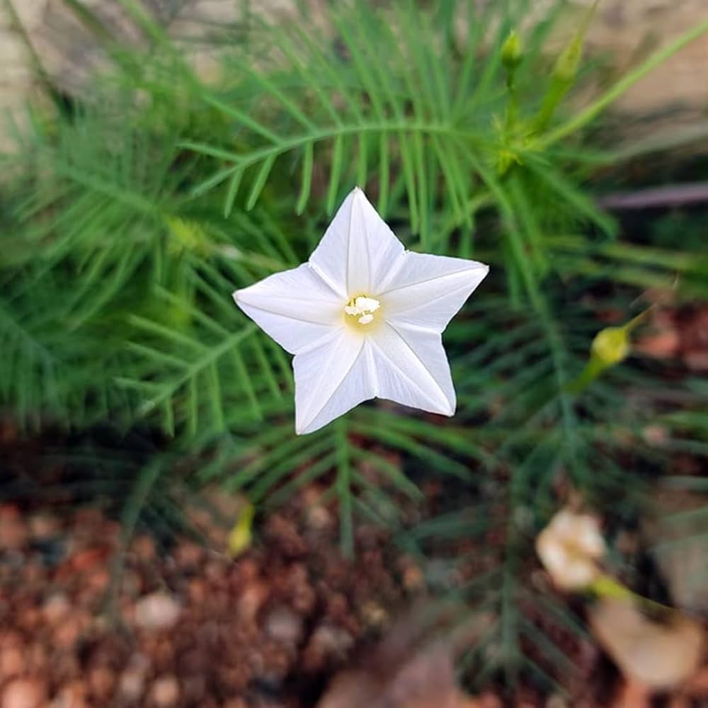Ipomoea quamoclit 'White' - White Cypress Vine, White Star Glory, Hummingbird Vine, White Cardinal Vine