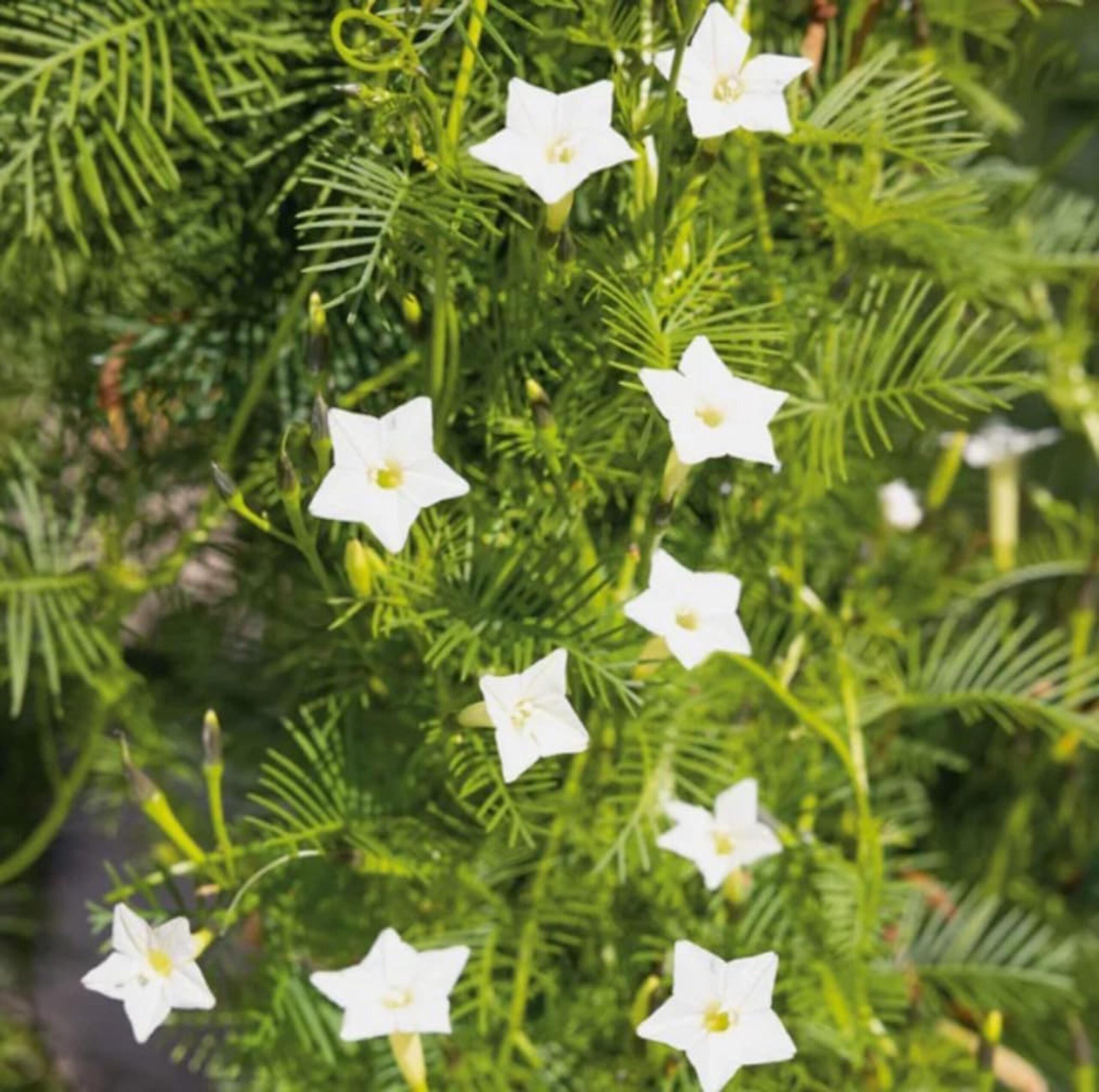 Ipomoea quamoclit 'White' - White Cypress Vine, White Star Glory, Hummingbird Vine, White Cardinal Vine - Image 2