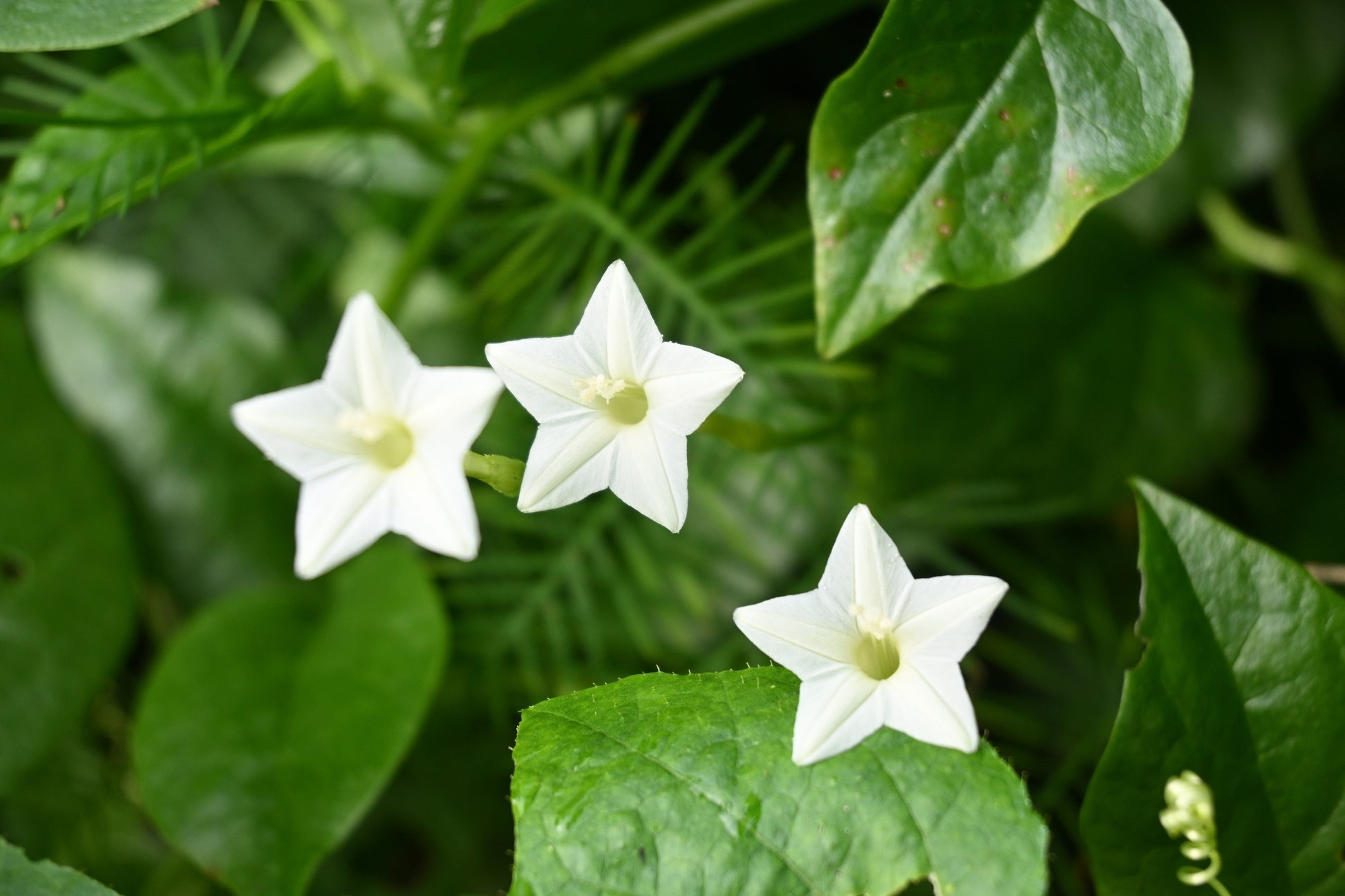 Ipomoea quamoclit 'White' - White Cypress Vine, White Star Glory, Hummingbird Vine, White Cardinal Vine - Image 3