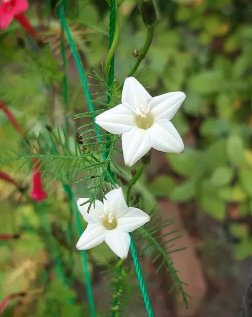Ipomoea quamoclit 'White' - White Cypress Vine, White Star Glory, Hummingbird Vine, White Cardinal Vine - Image 4