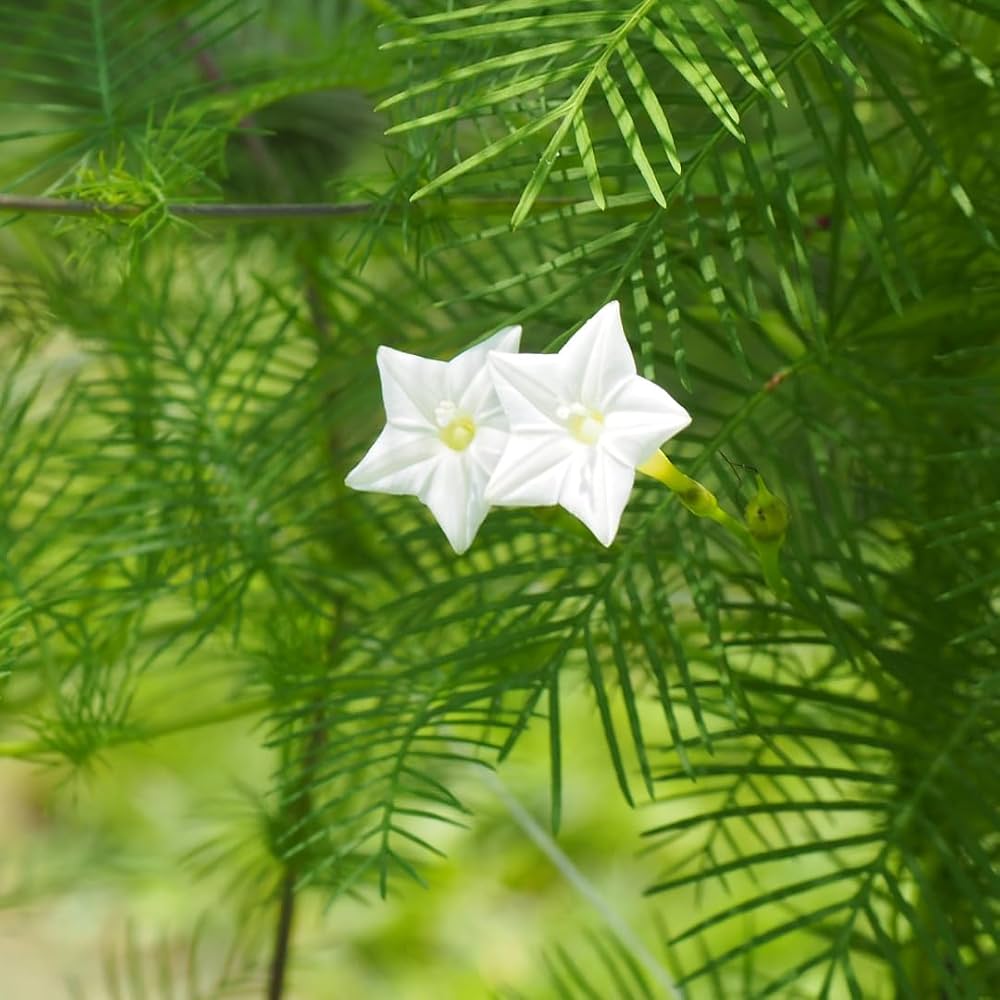 Ipomoea quamoclit 'White' - White Cypress Vine, White Star Glory, Hummingbird Vine, White Cardinal Vine - Image 5