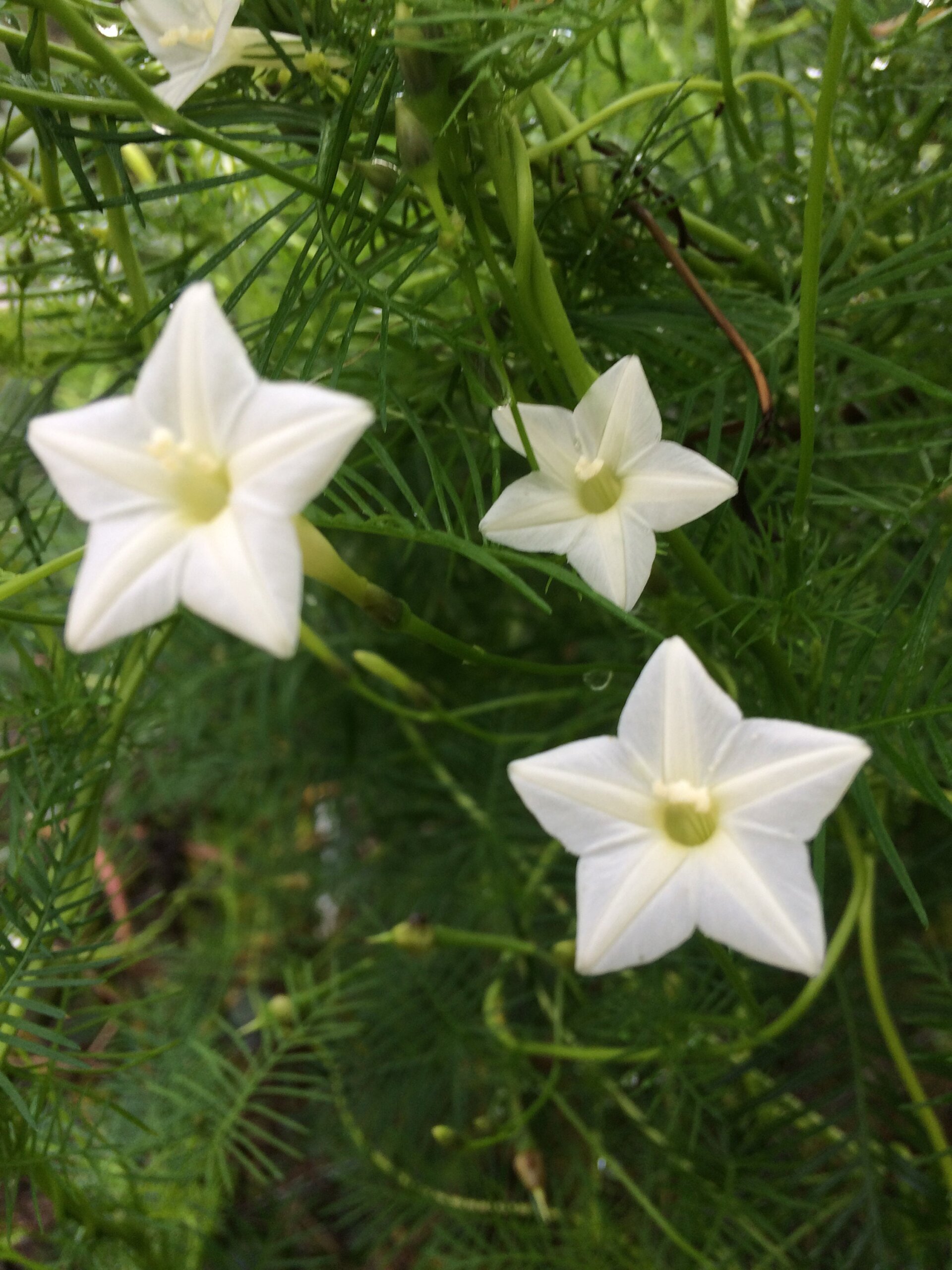 Ipomoea quamoclit 'White' - White Cypress Vine, White Star Glory, Hummingbird Vine, White Cardinal Vine - Image 6