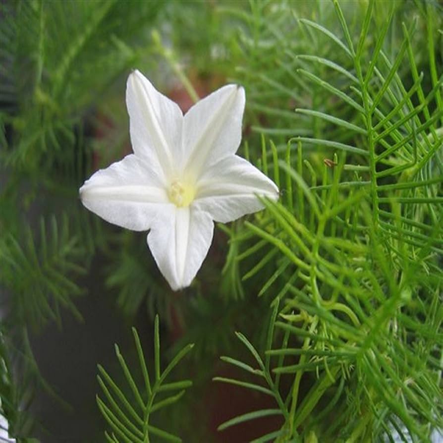 Ipomoea quamoclit 'White' - White Cypress Vine, White Star Glory, Hummingbird Vine, White Cardinal Vine - Image 7
