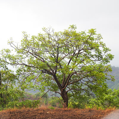 Lannea coromandelica - Indian Ash Tree, Wodier Tree, Jhingan, Moi Tree, Bhadi