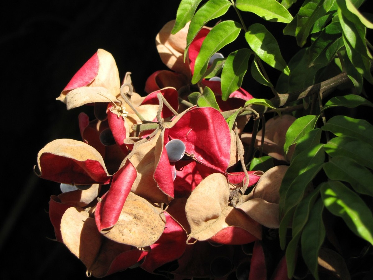 Majidea zanguebarica - Mgambo Tree, Black Pearl Tree, Velvet Seed Tree, Pearl of Zanzibar, Zanzibar Majidea - Image 2