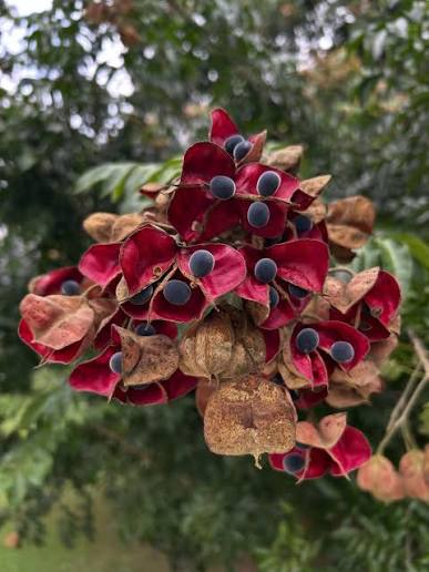 Majidea zanguebarica - Mgambo Tree, Black Pearl Tree, Velvet Seed Tree, Pearl of Zanzibar, Zanzibar Majidea - Image 3