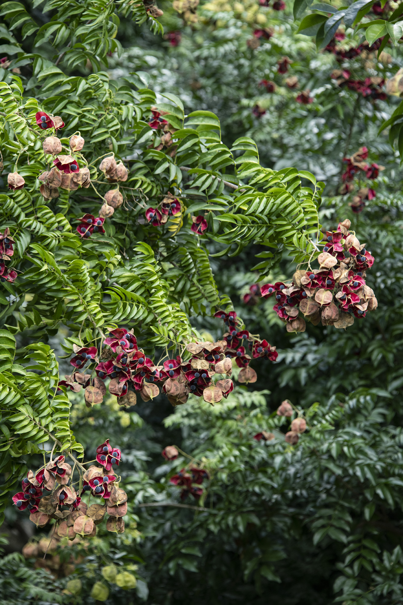 Majidea zanguebarica - Mgambo Tree, Black Pearl Tree, Velvet Seed Tree, Pearl of Zanzibar, Zanzibar Majidea - Image 4